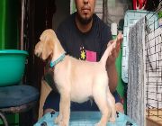LABRADOR -- Dogs -- Metro Manila, Philippines