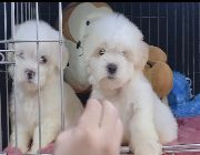 Maltese Male Super Cute -- Dogs -- Metro Manila, Philippines