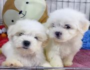 Maltese Male Super Cute -- Dogs -- Metro Manila, Philippines