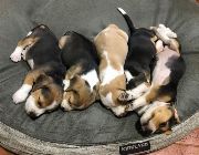 dog beagle puppy purebreed -- Dogs -- Metro Manila, Philippines