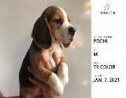 dog beagle puppy purebreed -- Dogs -- Metro Manila, Philippines