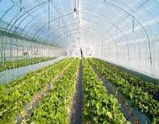standard thickness, pe film, poly film, agriculture, garden, 13ft, wider, quality, farmhouse, hoop house, aquaponic, province, plastic for plants, flower,  weed control, -- Architecture & Engineering -- Laguna, Philippines