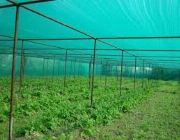 plastic for plants, uv protected, green, silage, hoop house, cover, anti-uv, standard, quality, virgin, supplier, province, balik, probinsya, program, agriculture, baguio, rizal, lowest price, best deal, farming, plantito, plantita, shade net, garden net -- Architecture & Engineering -- Metro Manila, Philippines