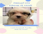 Cross bred with maltese -- Dogs -- Isabela, Philippines