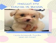 Cross bred with maltese -- Dogs -- Isabela, Philippines