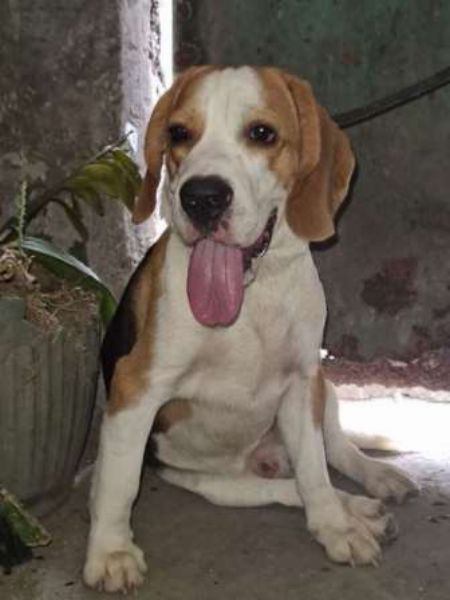 stud beagles, dogs, animals, services, pets, pcci -- Other Business Opportunities -- Quezon City, Philippines