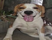 stud beagles, dogs, animals, services, pets, pcci -- Other Business Opportunities -- Quezon City, Philippines