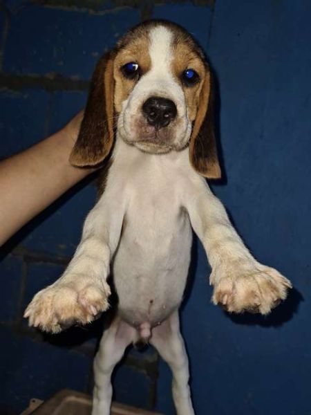beagles, puppies, pets, kids, home, for sale -- Other Business Opportunities -- Quezon City, Philippines