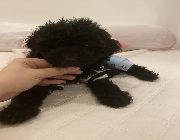 Black toy poodle, pure toy poodle, small puppies, most intelligent dogs, toy poodle Philippines, makati toy poodle, Toy poodle for sale, poodle for sale, -- Dogs -- Metro Manila, Philippines