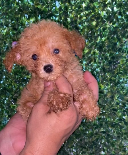 teacup toy poodle -- Dogs -- Metro Manila, Philippines