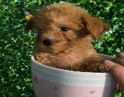 teacup toy poodle -- Dogs -- Metro Manila, Philippines