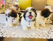 Pure Breed Shi Tzu -- Dogs -- Bacoor, Philippines