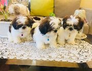 Pure Breed Shi Tzu -- Dogs -- Bacoor, Philippines