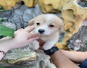 corgi puppies, welsh corgi, welsh corgi pembroke -- Dogs -- Metro Manila, Philippines