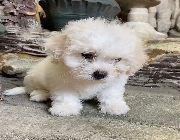 maltese for sale -- Dogs -- Metro Manila, Philippines