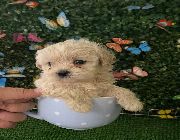 teacup toy poodle, toy poodle for sale -- Dogs -- Metro Manila, Philippines