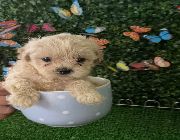 teacup toy poodle, toy poodle for sale -- Dogs -- Metro Manila, Philippines