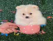 pomeranian , pomeranian for sale , teacup pom, pom , teacup pomeranian -- Dogs -- Metro Manila, Philippines