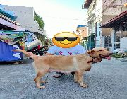 labrador -- Dogs -- Damarinas, Philippines
