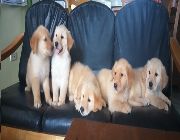 #golden # puppy -- Dogs -- Taguig, Philippines
