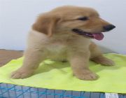 #golden # puppy -- Dogs -- Taguig, Philippines
