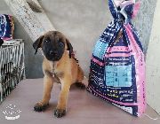 #belgian # puppy -- Dogs -- Taguig, Philippines