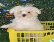 maltese puppy, maltwae teacup for sale, maltese for sale -- Dogs -- Metro Manila, Philippines