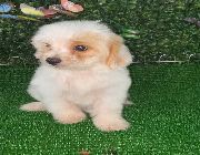 maltese, maltese puppy for sale -- Dogs -- Metro Manila, Philippines