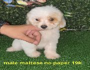 maltese, maltese puppy for sale -- Dogs -- Metro Manila, Philippines