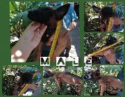 Belgian Malinois Dog -- Dogs -- La Union, Philippines