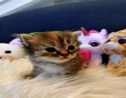 persian cat -- Cats -- Rizal, Philippines