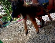 Belgian Malinois, Puppies, Pets -- Dogs -- Antipolo, Philippines