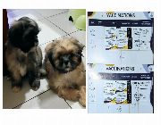 shihtzu, shih tzu for sale -- Dogs -- Valenzuela, Philippines
