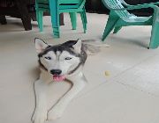 Siberian Husky -- Dogs -- Malolos, Philippines