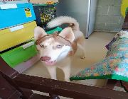 Siberian Husky -- Dogs -- Malolos, Philippines
