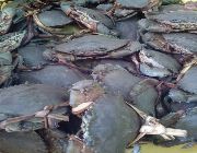 Crabs -- Distributors -- Lapu-Lapu, Philippines