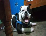 American Bully -- Dogs -- Rizal, Philippines