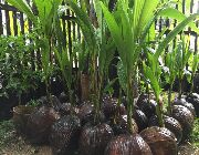 coconut -- Flowers & Plants -- Bulacan City, Philippines