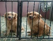 Golden Retriever -- Dogs -- Metro Manila, Philippines