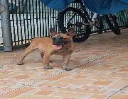 belgian puppies guard dog pure bred husky chihuahua shih tzu german shephered -- Dogs -- Paranaque, Philippines