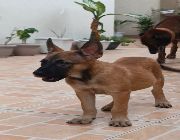 belgian puppies guard dog pure bred husky chihuahua shih tzu german shephered -- Dogs -- Paranaque, Philippines