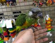 baby parrot, parrot eggs, macaw, african grey -- Birds -- Metro Manila, Philippines