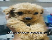 Toy poodle -- Dogs -- Metro Manila, Philippines