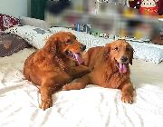 #goldenretriever #goldenretrieverpuppy #puppiesofinstagram #puppies #puppy #dogs #dogsofinstagram #doglover -- Dogs -- Pasig, Philippines