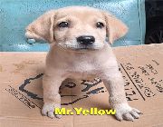 puppies, puppy, labrador, dogs, for sale puppies, purebred -- Dogs -- Caloocan, Philippines