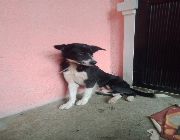 Aspin pups, puppies for sale, affordable puppies -- Dogs -- Cavite City, Philippines