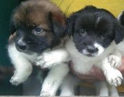 dog for sale -- Dogs -- Bulacan City, Philippines