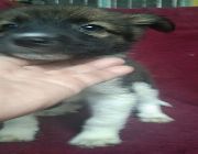 dog for sale -- Dogs -- Bulacan City, Philippines