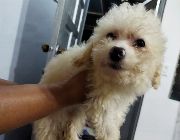 maltese, poodle, puppy, puppies, pups, dog, pet, pets, animals, doggo, toydog -- Dogs -- Lipa, Philippines