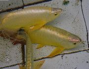 arowana fish -- Fish & Reptiles -- Metro Manila, Philippines